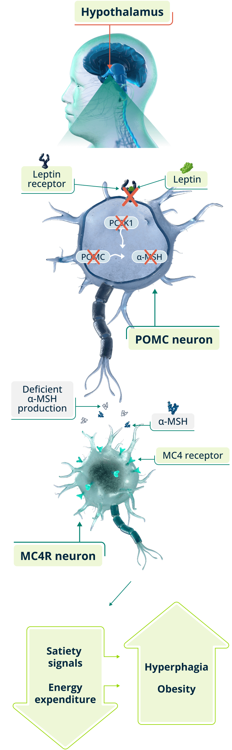 MC4R pathway impairment showing disrupted signaling affecting satiety and energy regulation