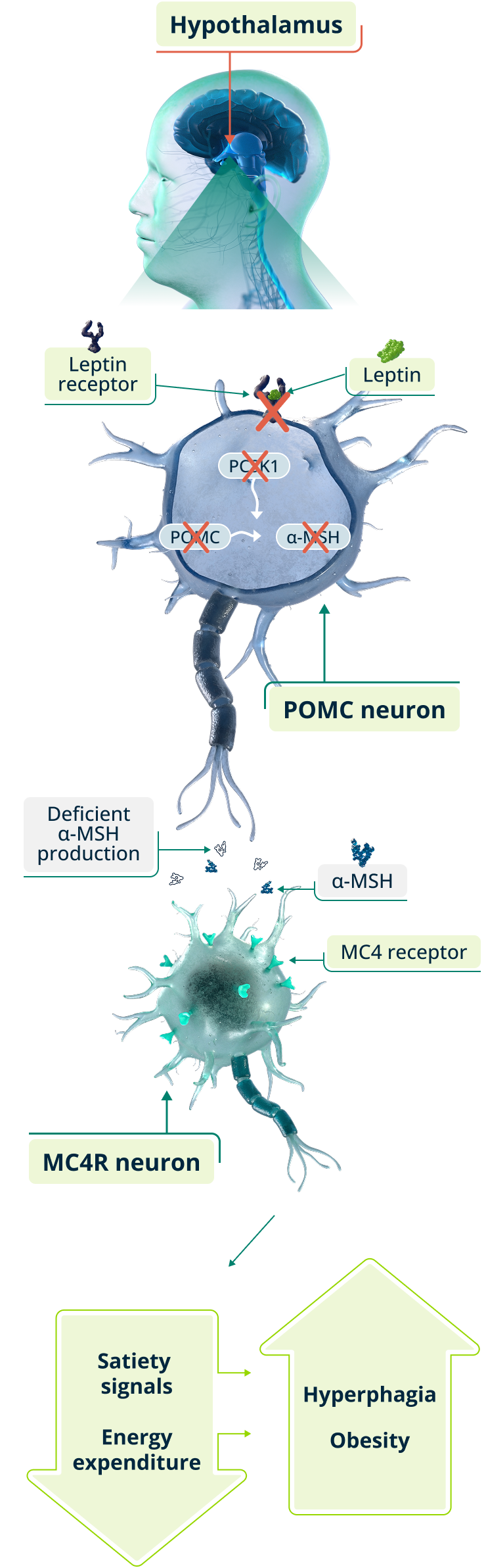 MC4R pathway impairment showing disrupted signaling affecting satiety and energy regulation