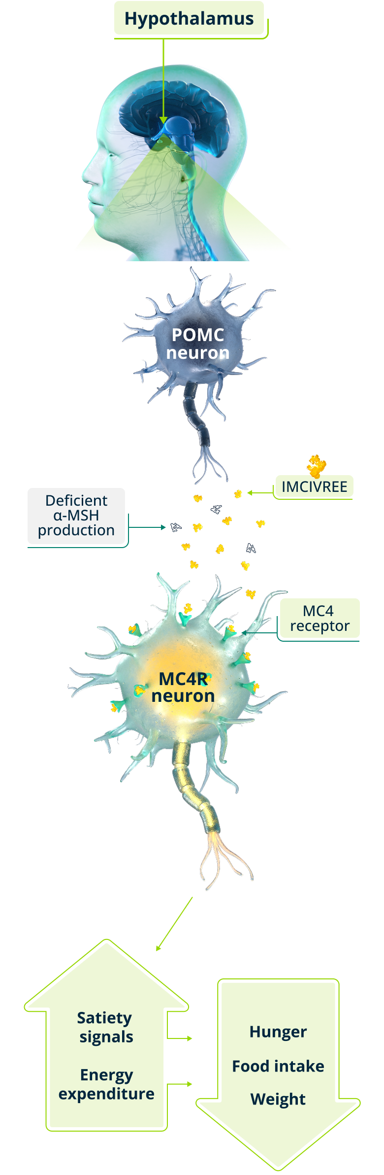 MC4R pathway activation showing IMCIVREE restoring signaling to increase satiety and energy expenditure